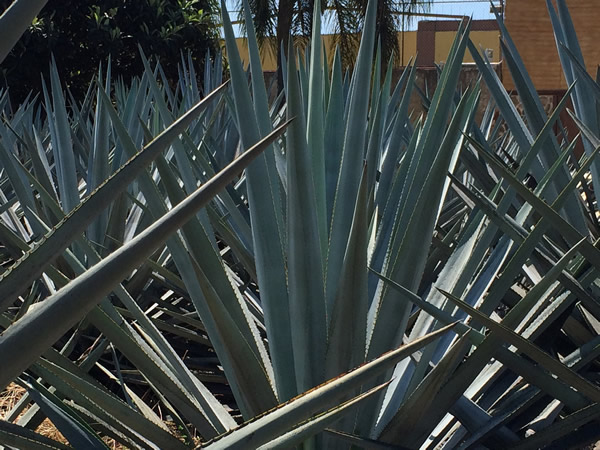 Agave