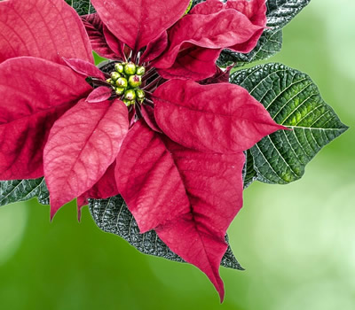 Poinsettia Ceia de NAtal