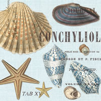 Seashell Michel Design Works
