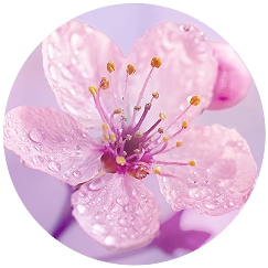 Ingredientes Perfectly Pink Yuzu