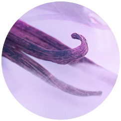 Ingredientes Perfectly Pink Yuzu