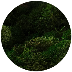 Ingredientes Palo Santo Spells