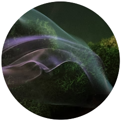 Ingredientes Palo Santo Spells